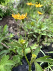 Ranunculus uncinatus