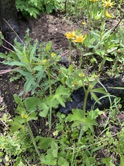 Ranunculus uncinatus