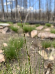 Piptatheropsis exigua