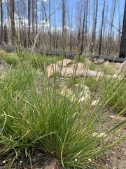 Piptatheropsis exigua