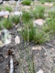 Piptatheropsis exigua