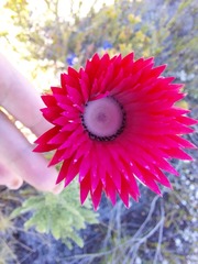 Phaenocoma prolifera