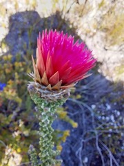 Phaenocoma prolifera