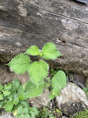 Girardinia diversifolia