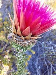 Phaenocoma prolifera