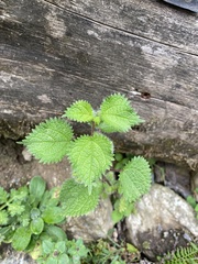 Girardinia diversifolia