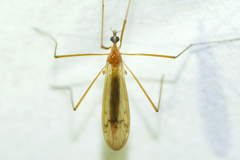 Euphylidorea