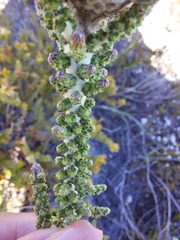 Phaenocoma prolifera