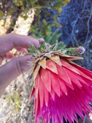 Phaenocoma prolifera