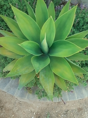 Agave attenuata