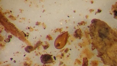 Scheloribatidae