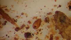 Scheloribatidae