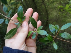 Coprosma ×cunninghamii
