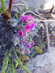 Indigofera glomerata