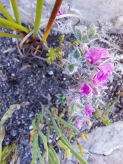 Indigofera glomerata