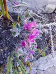 Indigofera glomerata