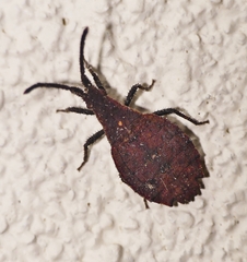 Agriopocoris