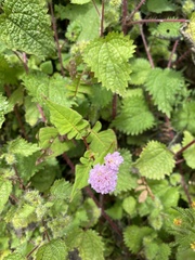 Persicaria runcinata