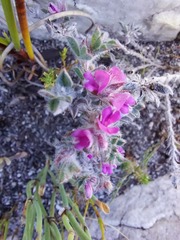 Indigofera glomerata