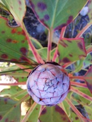 Protea cynaroides