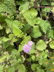 Persicaria runcinata