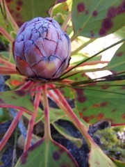 Protea cynaroides