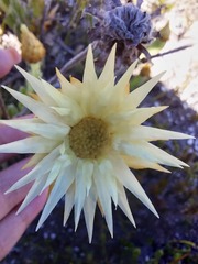 Syncarpha speciosissima