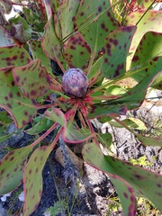 Protea cynaroides