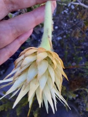 Syncarpha speciosissima