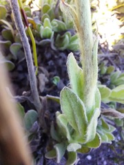 Syncarpha speciosissima