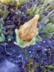 Syncarpha speciosissima