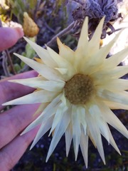 Syncarpha speciosissima