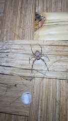 Herennia multipuncta