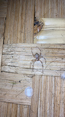 Herennia multipuncta