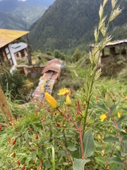 Hypericum laricifolium