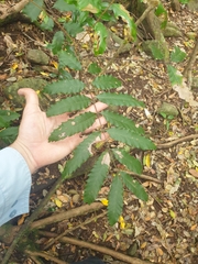 Cupaniopsis newmanii