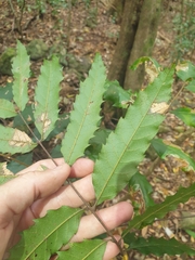 Cupaniopsis newmanii