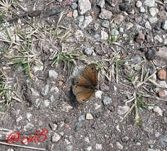 Cissia rubricata smithorum