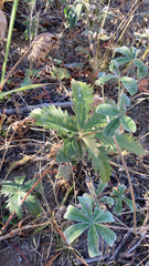 Potentilla gracilis