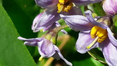 Solanum guineense