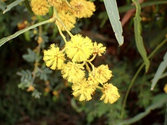 Acacia saligna