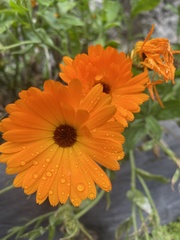 Calendula