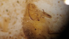Siphonaptera