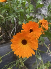Calendula
