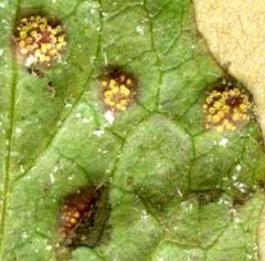 Puccinia lapsanae