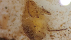 Siphonaptera
