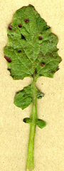 Puccinia lapsanae
