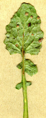 Puccinia lapsanae