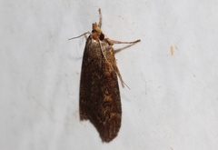 Lamoria imbella