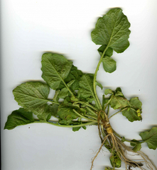 Puccinia lapsanae